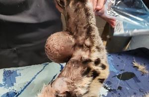Far Eastern Leopard About to Turn 17, Egg-Sized Tumor Appears on Forelimbs, Veterinarians Successfully Remove It