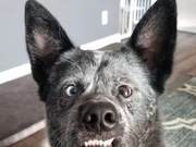 Knowing the Dog Was Abnormal, the Owner Brought It Home; Doctor: It Lacked Part of Its Brain