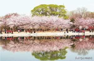 Spring in Beijing's Yuyuantan Lake: Undoubtedly the Most Beautiful, with Blooming Peach Trees and Flying Cherry Blossoms