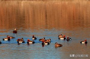 Zhangye, Gansu: Red-Crested Pochards Establish Residency in Wetlands