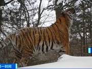 ATTENTION! Northeast Tigers and Leopards Spotted