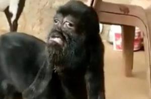 Baby Goat Discovered with Human-Like Face, Deemed a Divine Incarnation