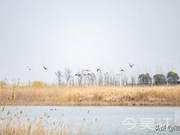 Tongli Celebrates Sighting of a Pair of Blue-headed Ducks; Global Population Under 1,000
