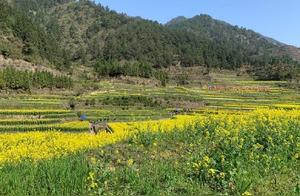 54 Routes, Over 200 Stations: Zhejiang Releases Official Spring Countryside Tourism Guide