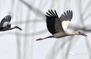 Yilong Lake, Red River: A Bird's Paradise
