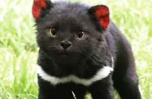 If All Animals Had Cat Faces, You'd Find Them Surprisingly Cute