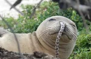 Why Do Eels Get Stuck in Hawaiian Monk Seals’ Noses, and Why Do the Seals Seem to Enjoy It?
