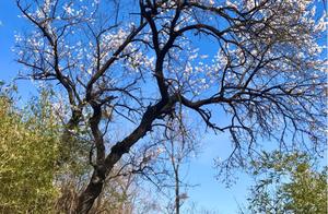 Peach Blossom Blooms on Mount Fu Xi
