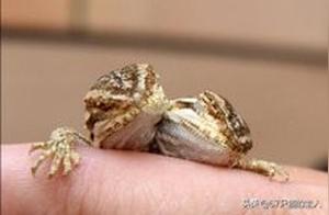 One Mind, No Two Uses; Can Two Heads Coexist? Introduction to Double-Headed Lizards