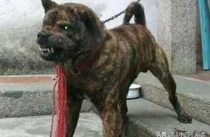 Woman Finds Puppy, Grows into a Brutal and Ugly Creature – Someone Tried to Buy It for a High Price