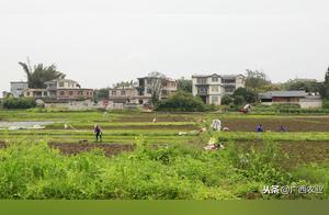 Significant Achievements in Rural Construction of Lipu City: Formation of Over 450 ‘One Village, One Product’ Ecological Villages