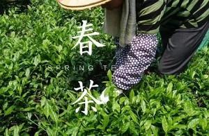 Spring Tea Picking, Enjoying Scenery, and the Perfect Spring!