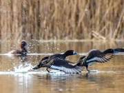 Hooded Duck and Spotted Hooded Duck Accidentally Fell in Love, What Should We Call Their Hybrid?