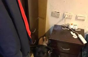 Raised a Shiba Inu? Crazy Orange Cat Goes on a Demolition Spree, Hides Behind the Dog After Being Discovered: 'Bro, Save Me!'