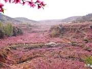 Purple Swallows: Peach Blossoms (A Supplementary Verse)