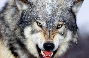 Top 10 Strongest Bite Force Animals, Lion Ranked Last