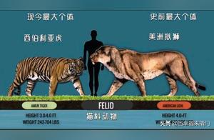 Comparative Analysis of the Largest and Most Complete Animals Across Time Periods