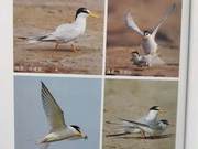 Yellow River Delta Birds – White-necked Gull