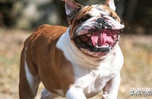 Do You Know What to Do If a Dog Is Chasing and Biting You? These Methods Teach You How to ‘Escape the Dog’s Mouth’