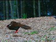 Rare! White-necked Long-tailed Pheasant and White Crane Forage Together in Mingxi, Fujian