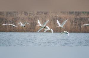 Amazing! Dezhou Xiazhi Welcomes Over 200 Great White Geese, Shearwaters, and Other Migratory Birds