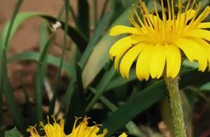 Record of Life's Scribbles | The Flourishing Dandelion