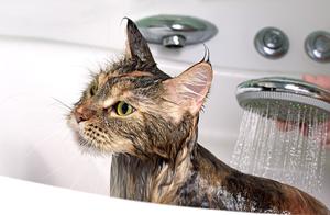 Want to Bathe Your Cat? Here Are 5 Things You Need to Know!
