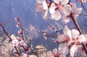Flower Blooming Season in Huashan, I Want to See You