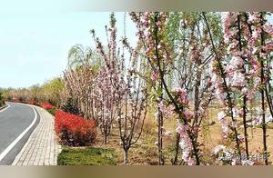 Where to Check-In in Baoji in Spring? Of Course, It’s the Wei River ‘Hundred Mile Gallery’