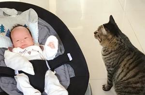 Since the Little Master Arrived, the Cat Owner's Status Has Plummeted