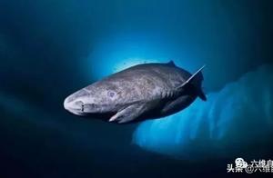A slow-growing shark species exists in the Arctic Ocean, taking 100 years to reach maturity and needing half a century to find a mate.
