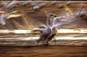 The Beauty of the Swans – A Photography Expedition to Rongcheng Swan Lake, Shandong