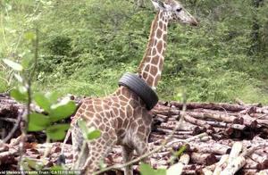 Giraffe's Neck Brace (Tire) Causes Injury and Risk of Infection, Public Removes 'Necklace'