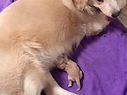 First Pregnancy and Birth of Golden Retriever: Woman Takes Leave to See Puppy Born, But Expresses Confusion