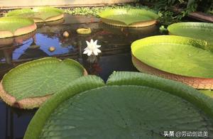 The Largest Wang Lian