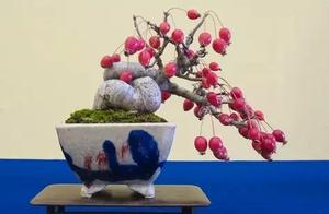 Too Precious to Eat: Eating the Fruit Ruins the Potted Plant