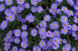 Ode to Spring: What Does Spring Bring Us? (or What Spring Offers Us?)