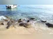 Pipi Sharks, Is It You? Rare Footage Captures 20 Sharks Dancing on Australian Beaches