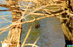 A New Ecological Civilization in Tangtai, Mandarin Ducks and Waterfowl at Tangtai Reservoir