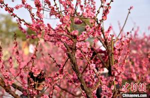 Xuzhou Kuishan Plum Blossoms Burst into Full Bloom, Filling the Garden with Spring Colors