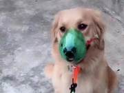 If you keep a dog, you can use a Sprite bottle to DIY a super cool muzzle and check the effect!