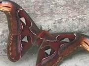 Double-Headed Serpent-Shaped Creature Appears in Yard, Woman Initially Thought It Was a Mutation, Neighbor Claims It's Very Valuable