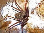 Whiplash Scorpion: A Non-Venomous Creature Named for Its Appearance