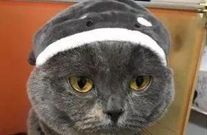 Seeing the Owner Packing Up, British Shorthair Cat Performs a Heartfelt Plea: Please Don't Throw Me Away...