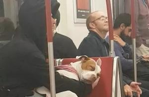 Does My Boyfriend Have a Sense of Responsibility? Let's Get a Dog!