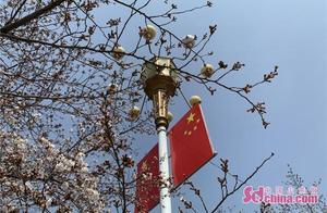 Weifang: Spring Blooms, Make the Most of the Season; It's the Perfect Time to Admire Flowers and Enjoy Spring