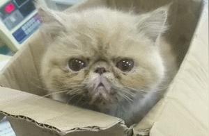 Found a Dirty Cat, Spent 500 Yuan at the Pet Hospital, Netizens: Made a Fortune!