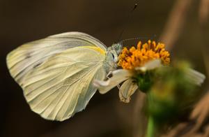 Hainan Qionghai: Spring Warmth, Blossoms, and Butterflies