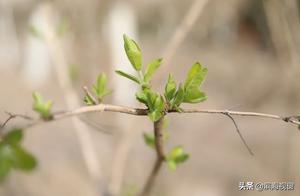It's Here! A Spring to Remember in Binhai New Area
