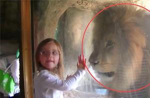 A Little Girl Kissed a Lion, and the Lion's Reaction, Parents Stared in Disbelief